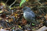 South Island Robin